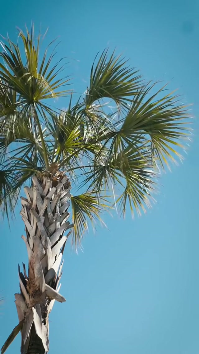 Spring Training starts NOW‼️ #MLB #BlueJays #Toronto #SpringTraining 