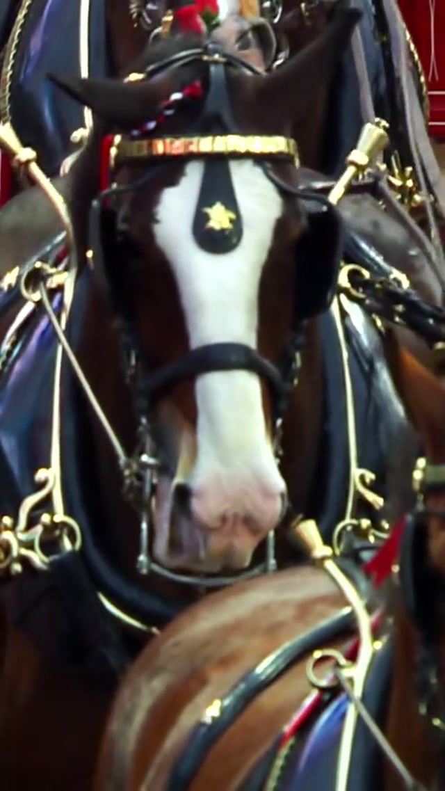 This holiday season, give the gift of tickets to the 2026 season opener at Busch Stadium!