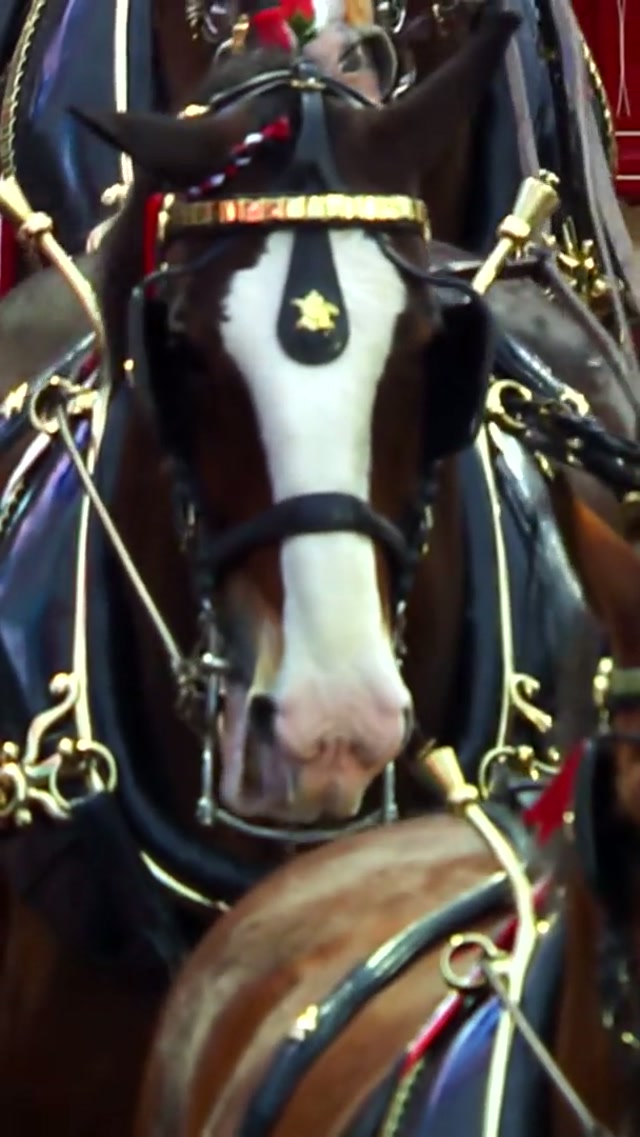 This holiday season, give the gift of tickets to the 2026 season opener at Busch Stadium!