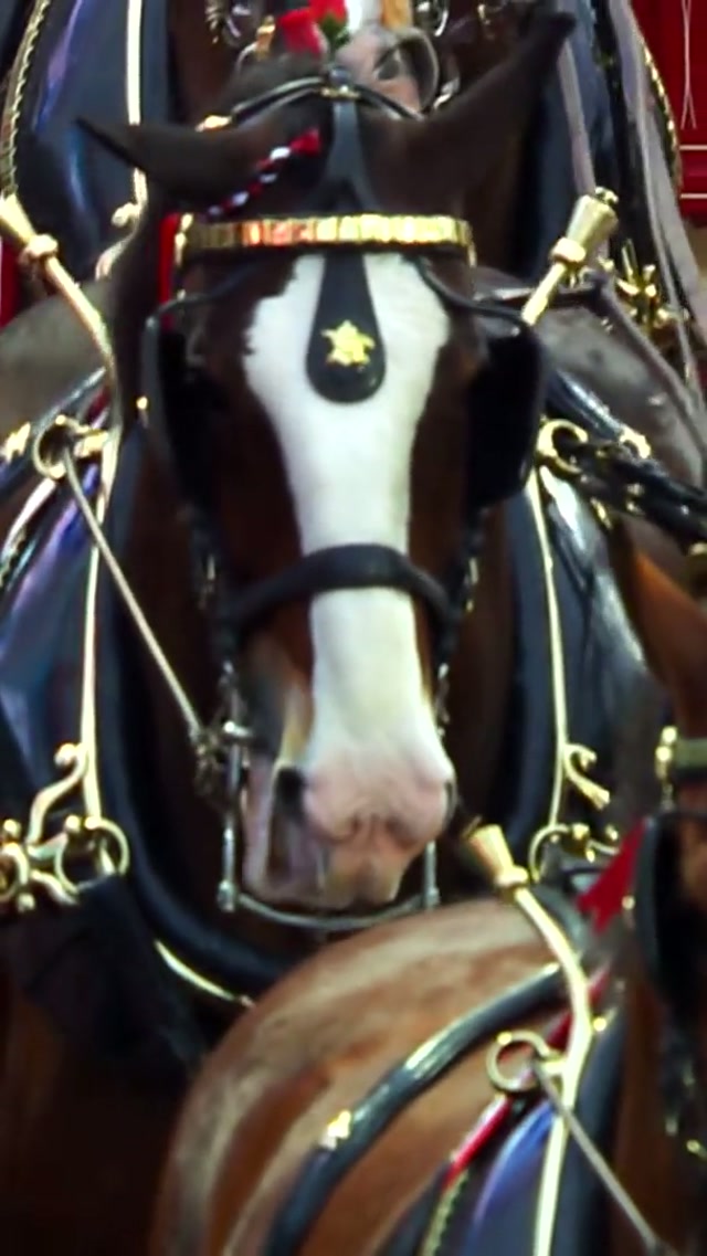 This holiday season, give the gift of tickets to the 2026 season opener at Busch Stadium!