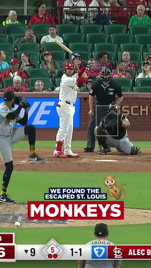 mom can we keep them? I promise I’ll feed them and take them for a walk everyday 🙈🙏 #monkeys #stlouis #stl #monkey 