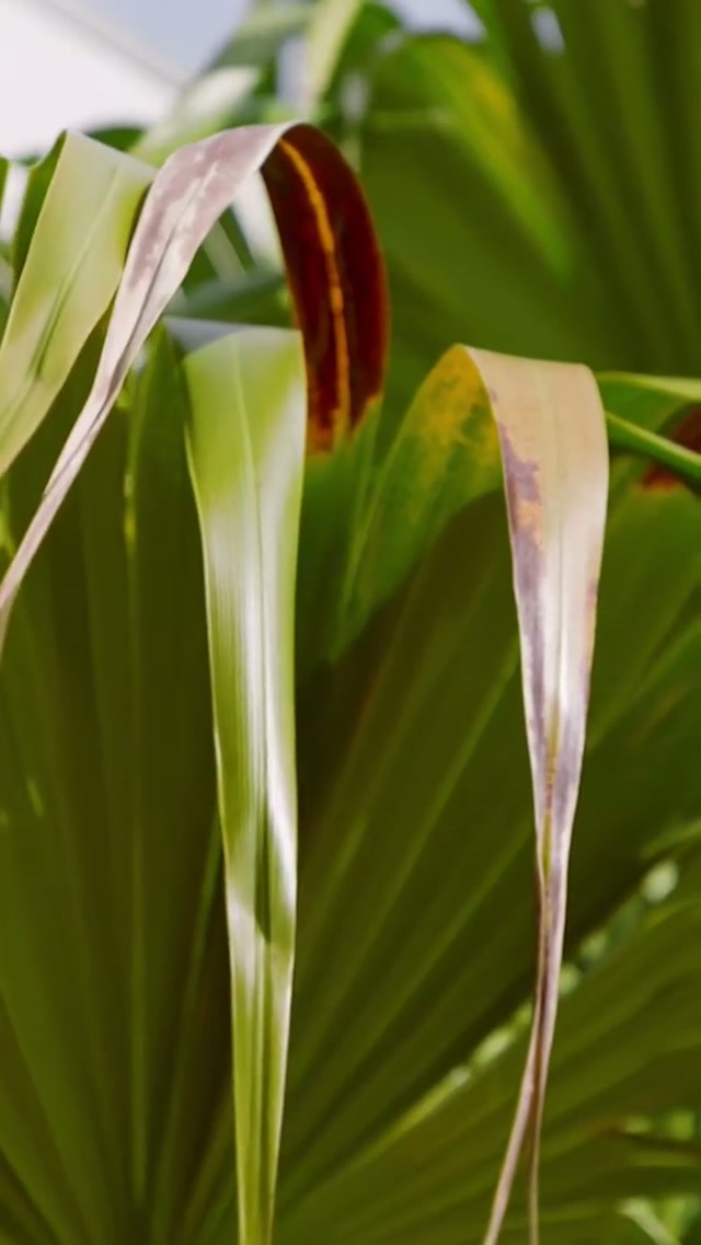 back at the ballpark #baseball #mlb #springtraining #cardinals