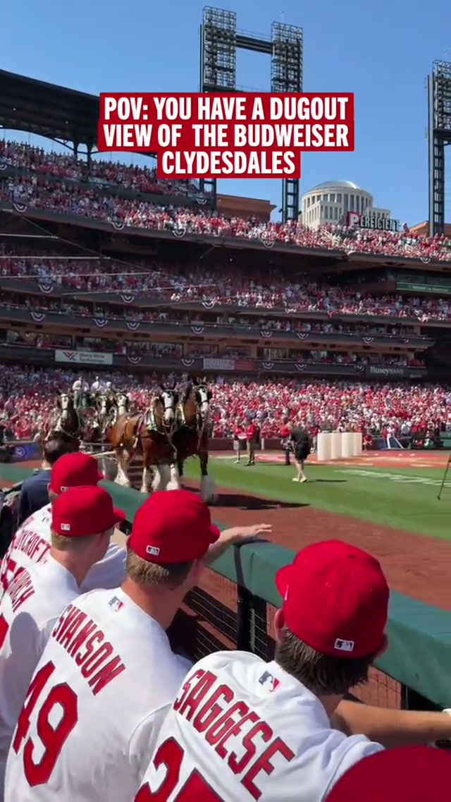 best seat in the house 🤩 #OpeningDay #MLB #cardinals #clydesdale 
