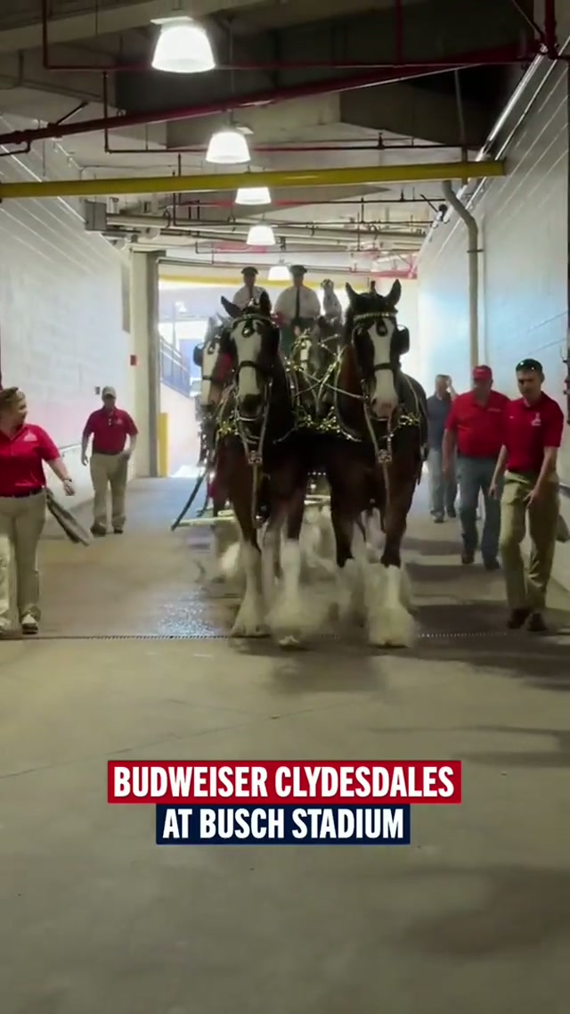 Cardinals 🤝 Clydesdales #OpeningDay #MLB #cardinals #clydesdale 