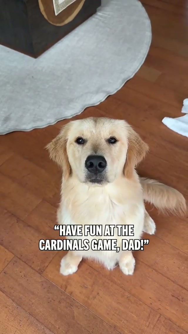 thanks for bringing your dog, Masyn 🤩 #dog #goldenretriever #goldenretrieverpuppy #puppy 