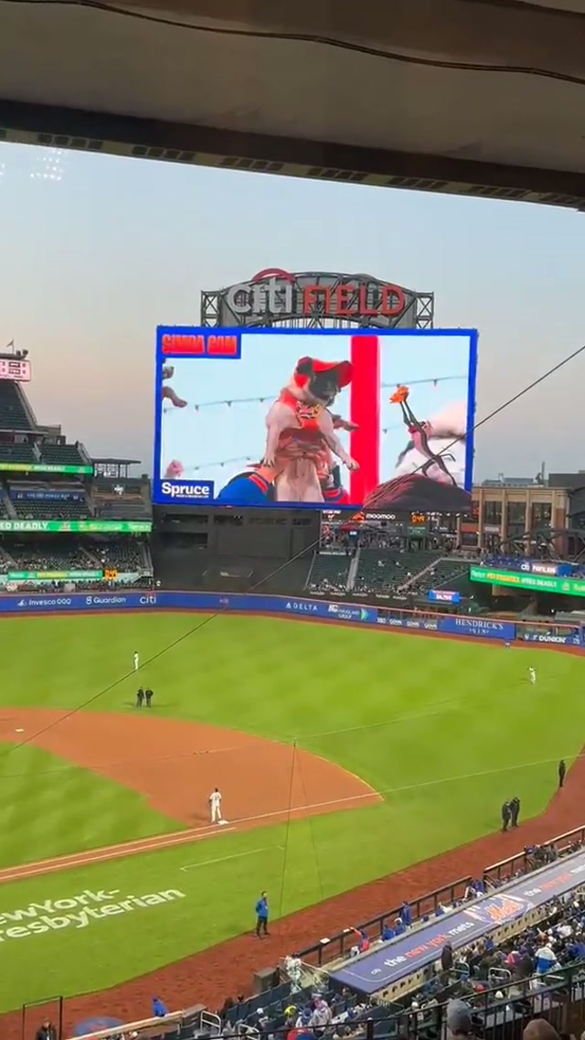 Cuteness overload 🥰 Simba cam at Citi Field 🐾  #dog #dogsoftiktok #puppy 
