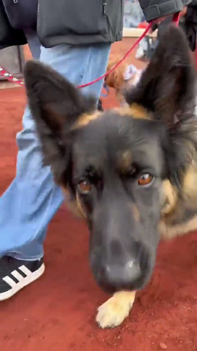 That one dog was wild 🤣 #dog #dogsoftiktok #mets 