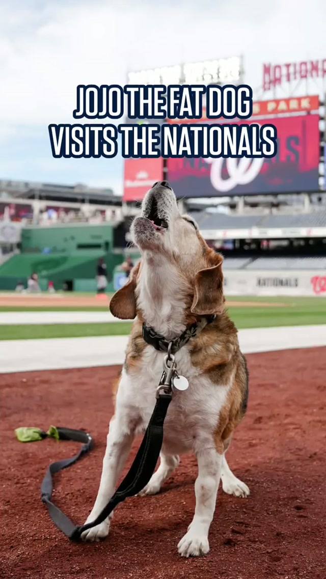 barking noises intensify @Edwin Chen #dog #funny #viral 