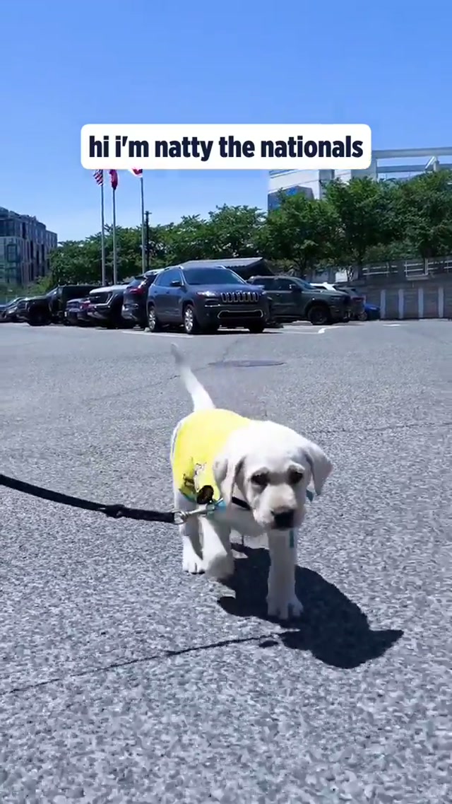 we got you a puppy #mlb #dogsoftiktok #pov 