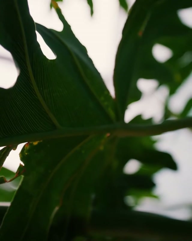 Whether Kevin understood the assignment or not, he delivered. Happy National Bird Day, Birdland! #birds #orioles #baltimore #dc #dmw #zoo #biology