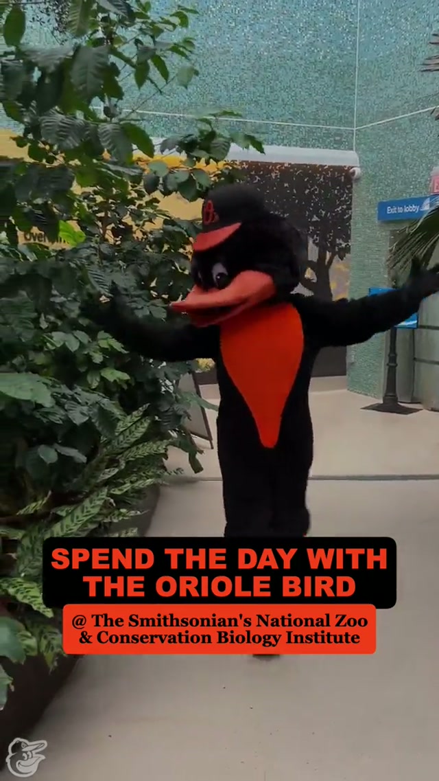 A day in the life of a busy bird

#oriolebird #birds #nature #zoo #newfriends 
