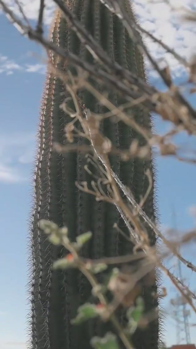 All systems go. #mlb #baseball #springtraining #padres 