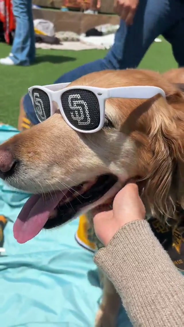 Can I pet that dawg? 🥹 #padres #dog #petcopark #barkatthepark 