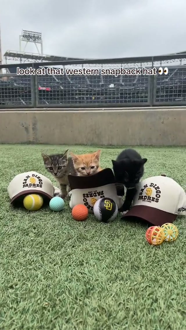 Look at our furry friends and the Western Snapback Hat 🥹 #padres #cute #giveaway #puppy #kitten 