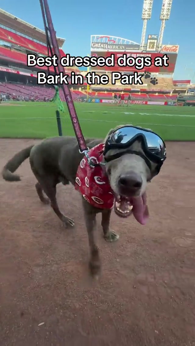 The cutest pups in baseball!| #reds #mlb #baseball