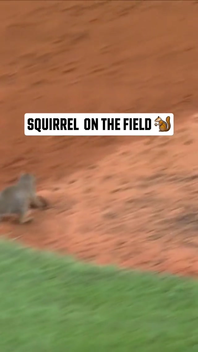We had a special visitor stop by at tonight’s game 🐿️ #mlb #redsox #squirrel #intruder 