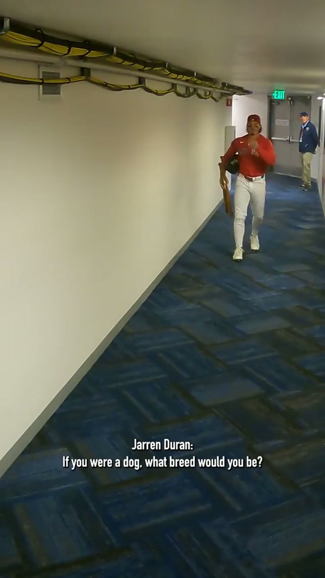 A whole bunch of dawgs 🐶 #qotd #MLB #redsox #dog #breed 