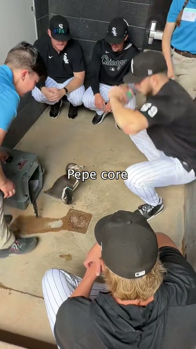 remember when we brought a penguin out to the ballpark⁉️ 🐧

Happy National Penguin Day, Pepe‼️