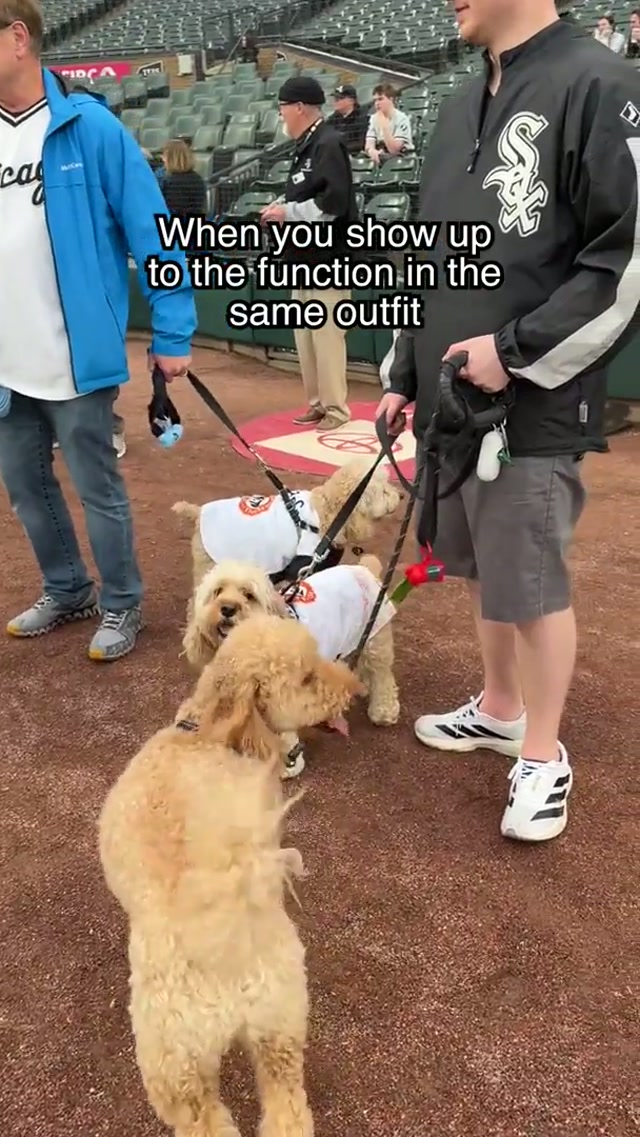 The outfits weren't discussed in the group chat #dogsoftiktok #dogtok #dogday 