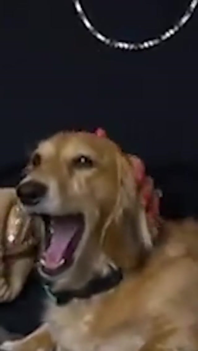 Most Valuable Pups: Gus & Penny Judge 🐶 #dogtok #puppy #aaronjudge #mlb #mvp #yankees 