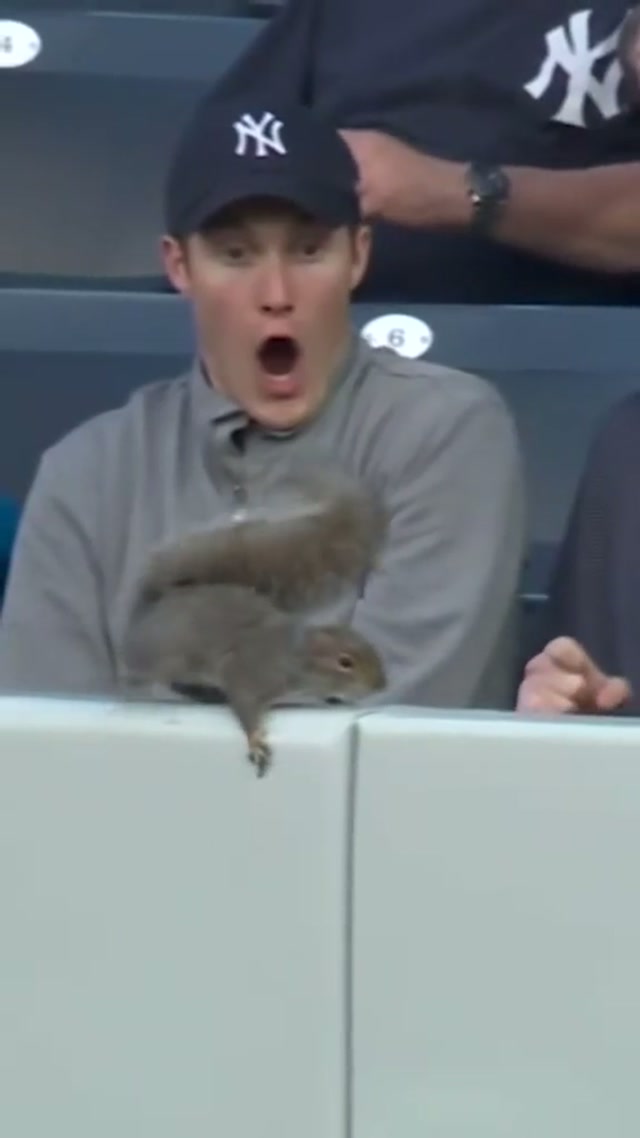 A surprise visitor 😂 #tbt #throwback #yankees #squirrel #yankeestadium 