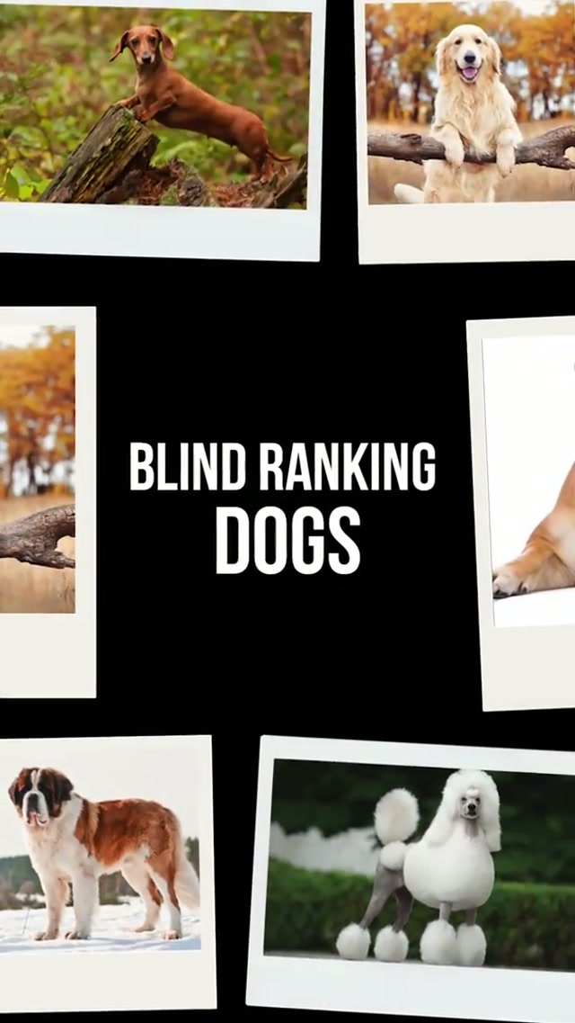 who got the best rankings chat? 🤔 🐶