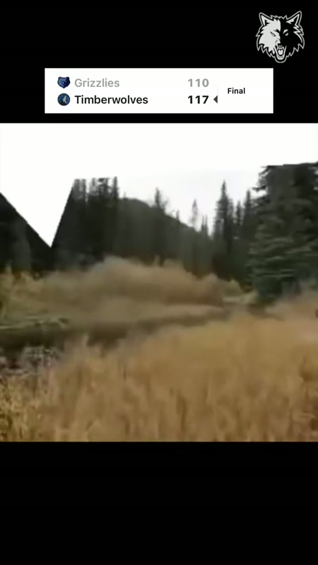 WOLVES AND ANTS AND BEARS OH MY!!!!! #minnesota #NBA #timberwolves #win #meme 