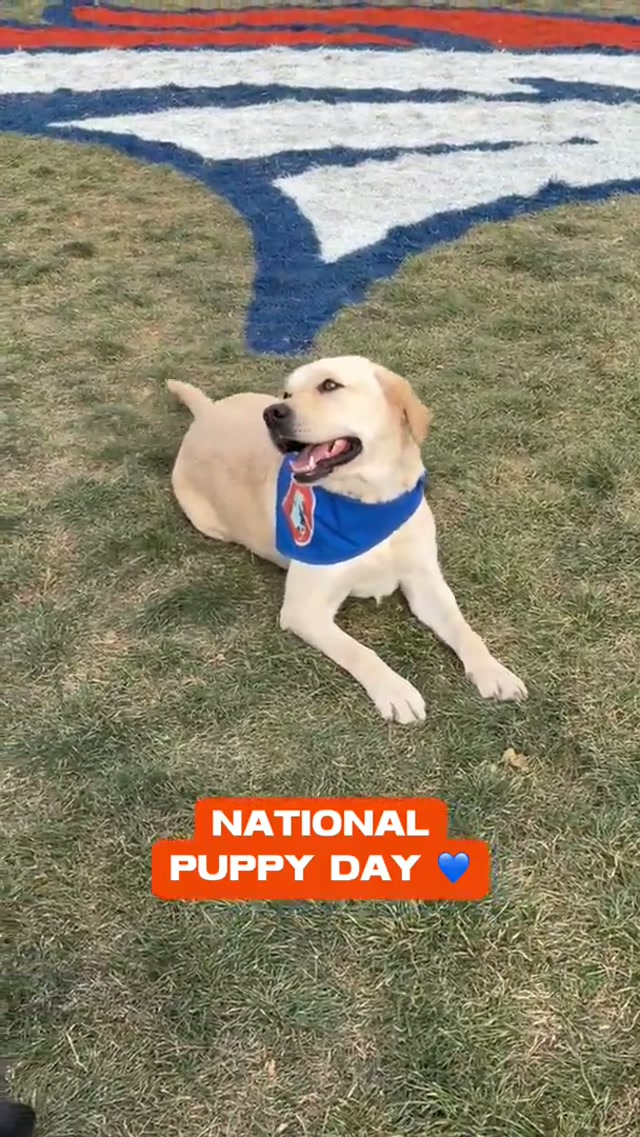 Happy #NationalPuppyDay, from Elway & Crush! 💙🧡

#puppy #dogs #broncos #puppies 