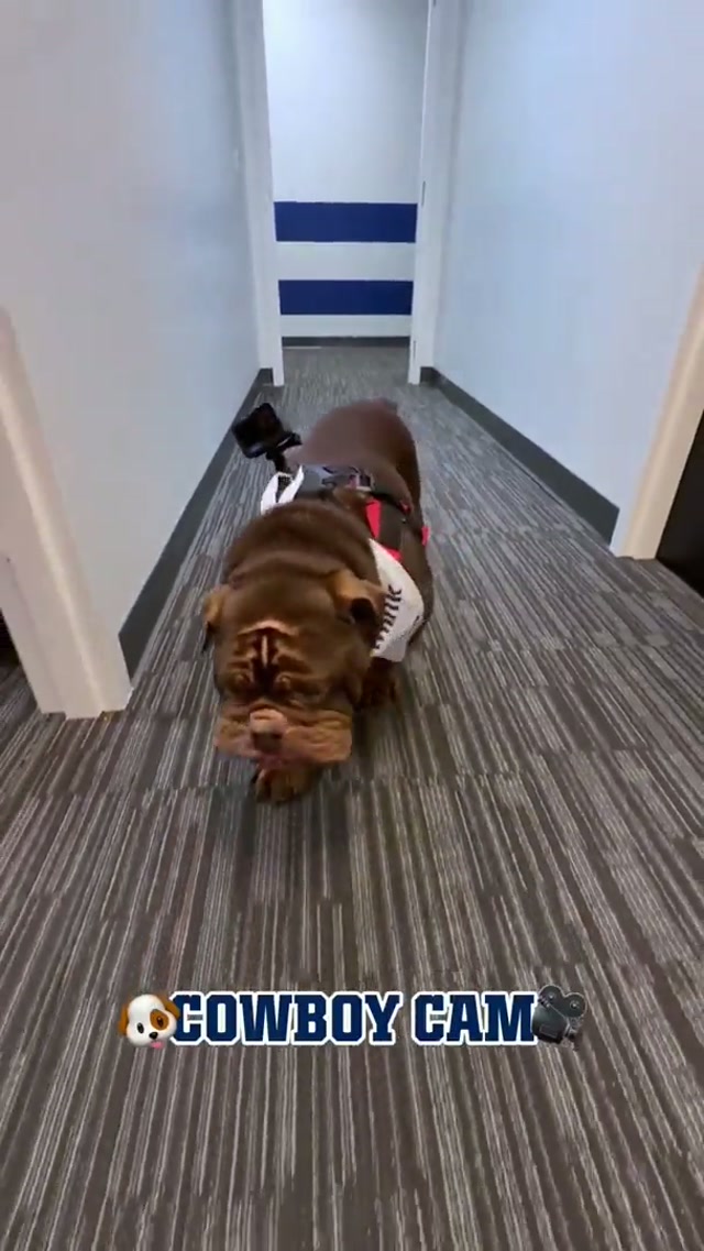 today was PAWESOME. 🐾 #therapydog #bulldog #dogsoftiktok 