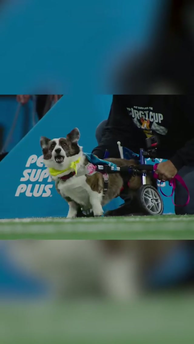 Happy National Pet Day! Throwback to when Sadie Mae stole the show at the Corgi Cup 💙 #DetroitLions #NationalPetDay 
