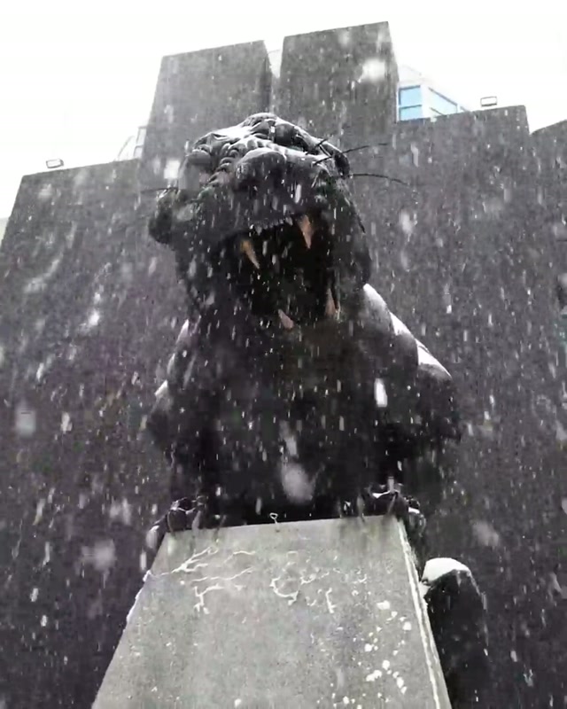 Let it snow 🎶 #carolina #panthers #snow #winter 