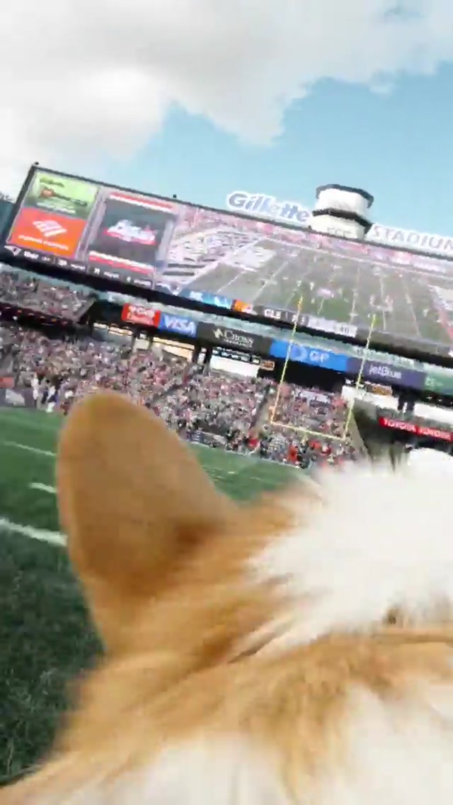 the halftime corgi race always delivers 😂 #nfl #patriots #newengland #halftime 
