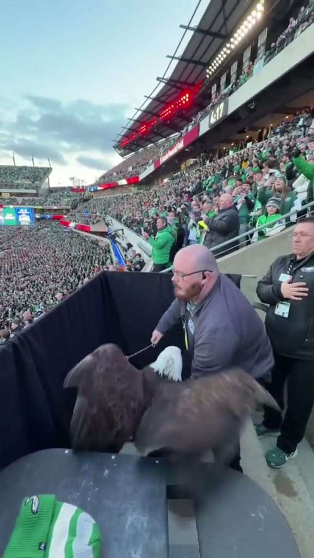 Fly Eagle Fly… playoffs edition #eagles #nfl #wildcard #49ersvseagles 