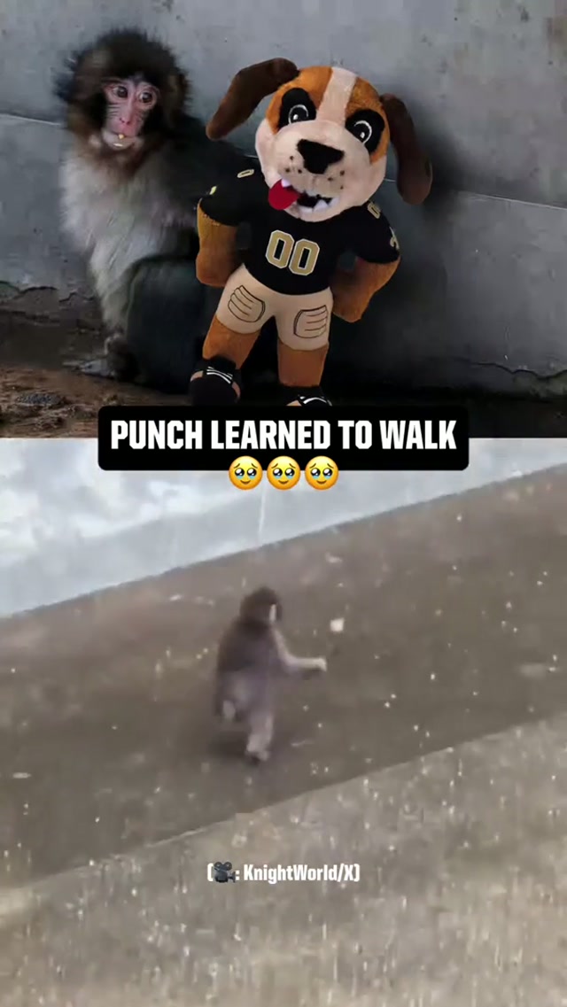 proud of him, protect punch at all costs 😤 #punch #monkey #zoo #wholesome #proud 