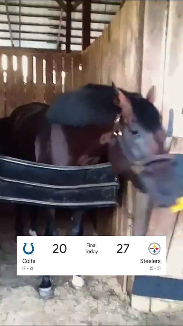Hay there 🐴 #steelers #nfl #win